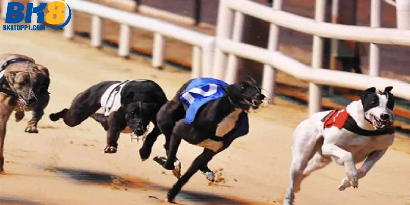 Tìm hiểu đua chó ảo là gì