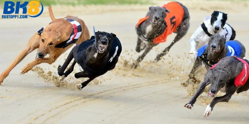 Luật đua chó ảo BK8